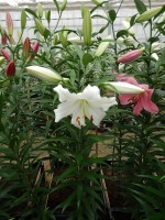 [4178 Fastrada VH No01.JPG]